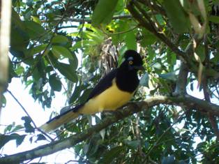 Vogel Vogel